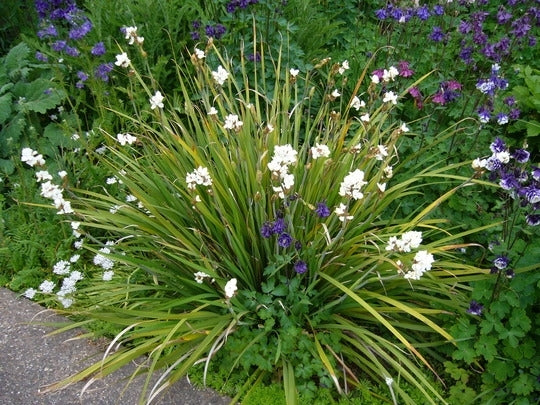 Libertia grandiflora 2 Litre