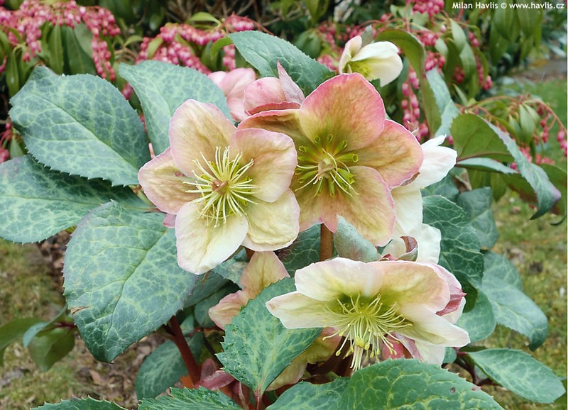 Helleborus `Winter Moonbeam` | | Lenten Rose 2L