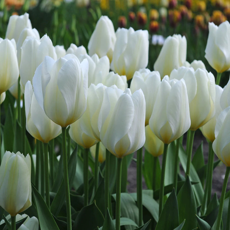Tulip 'Purissima' (15 pack)