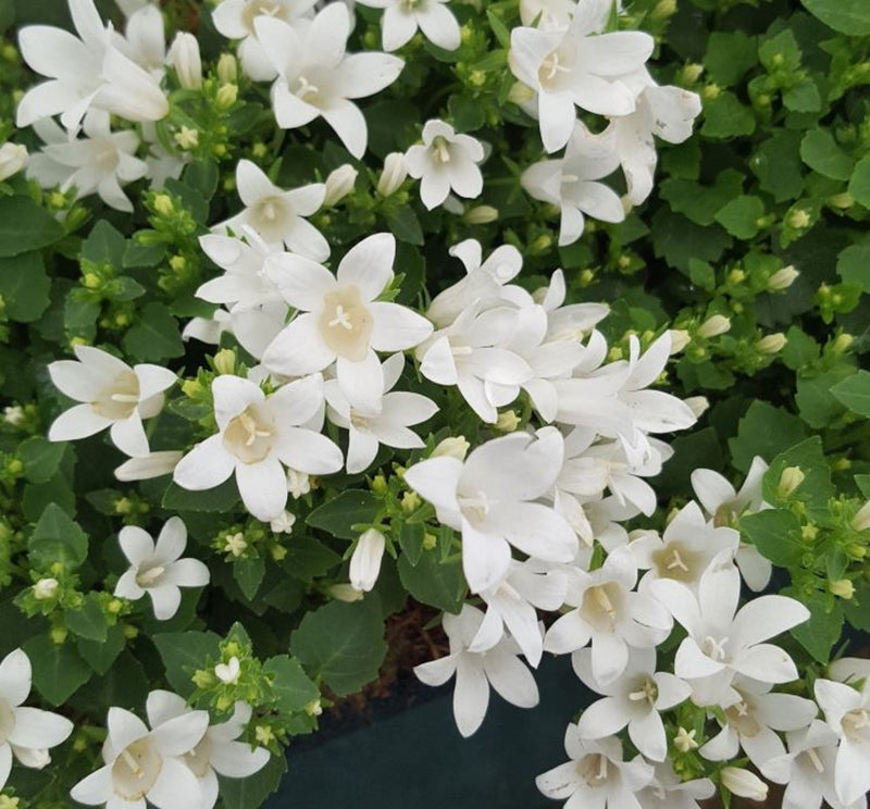 Campanula Clockwise White Blush (9cm)
