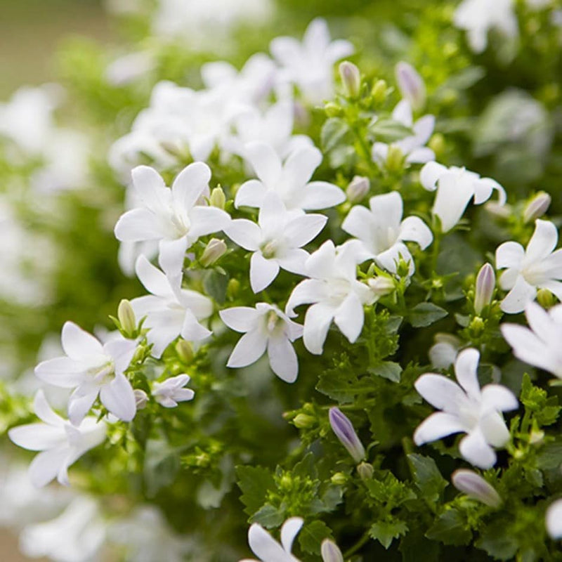 Campanula Clockwise White Blush (9cm)