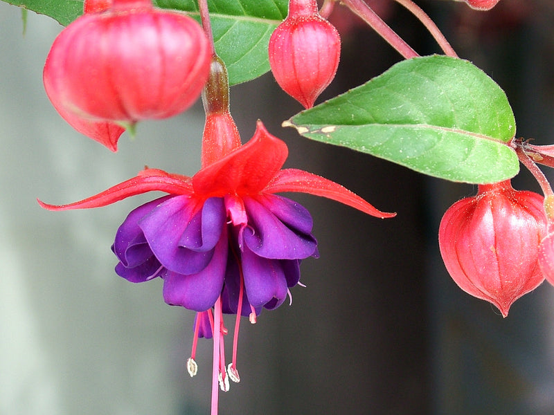 Fuchsia 'Riccartonii' | Red Fuchsia (3 Litre)