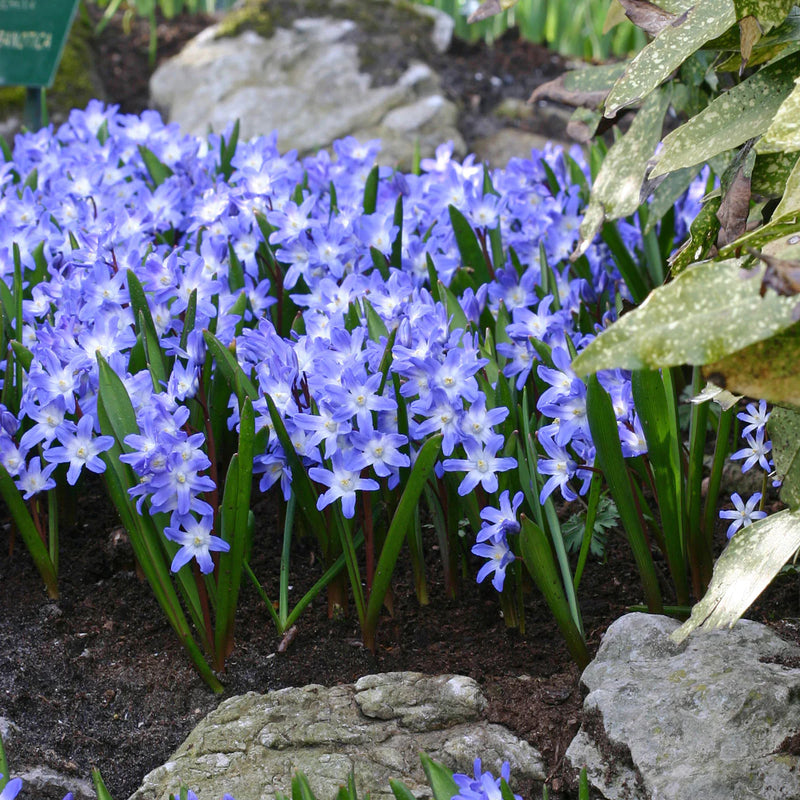 Chionodoxa Forbesii  (20 Pack)