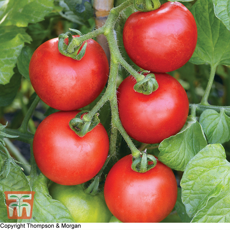 Tomato 'Ailsa Craig'