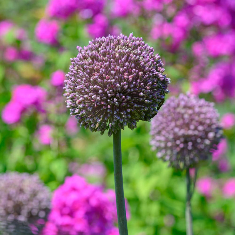 Allium 'Summer Drummer' (7 Pack)