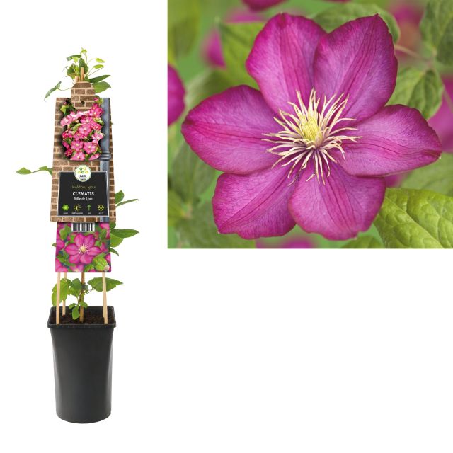 Clematis 'Ville de Lyon' (2.25 litre)