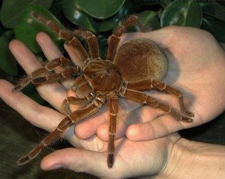 Goliath Birdeater Tarantula Medium | Theraphosa blondi