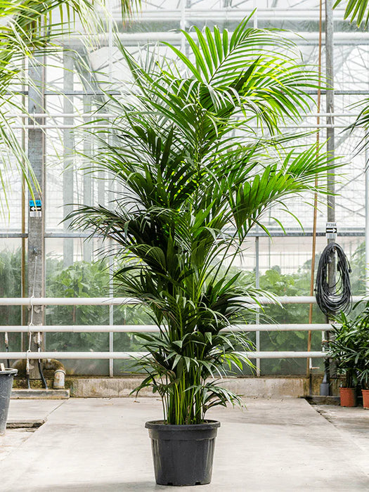 Howea Forsteriana | Kentia Palm (110cm | Tall)