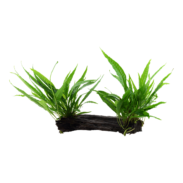 Microsorum pteropus grown on Mangrove Wood