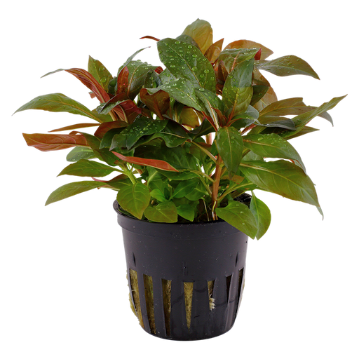 Ludwigia glandulosa