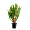 Cryptocoryne Undulata 'Broad Leaves' 110A