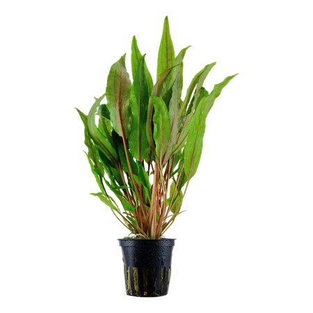 Cryptocoryne Undulata 'Broad Leaves' 110A