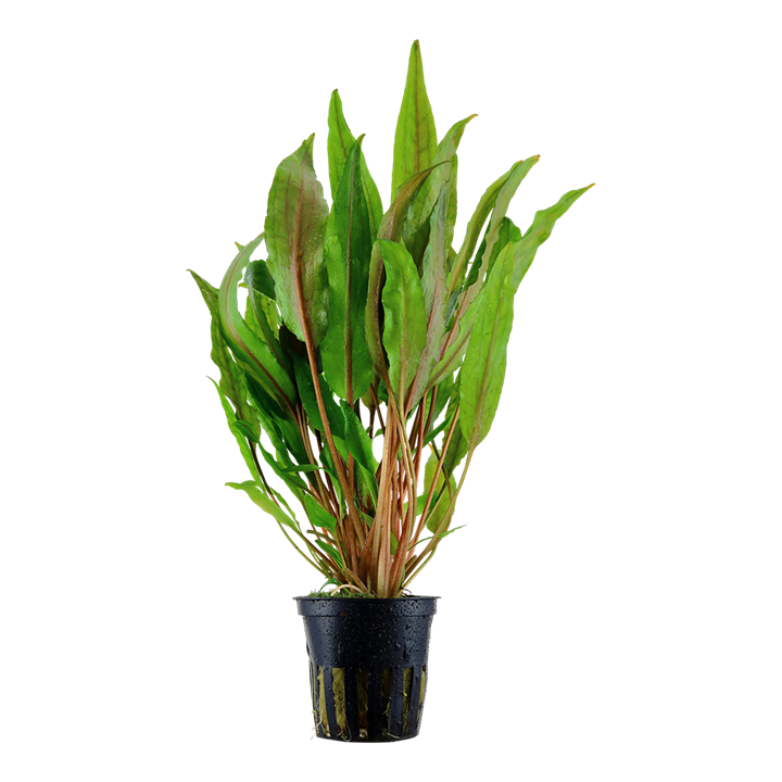 Cryptocoryne Undulata 'Broad Leaves' 110A