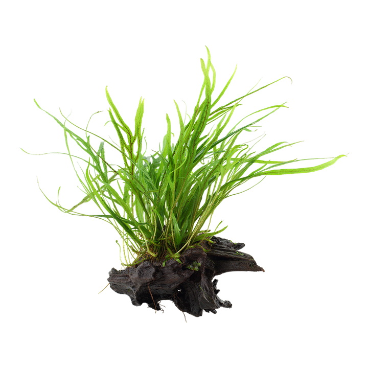 Microsorum pteropus 'Trident' on wood