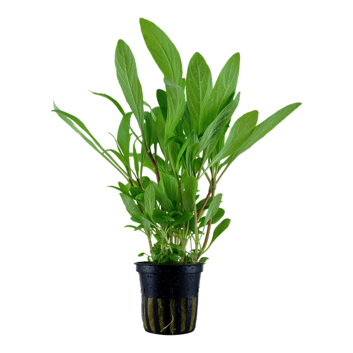 Hygrophila Costata 052A