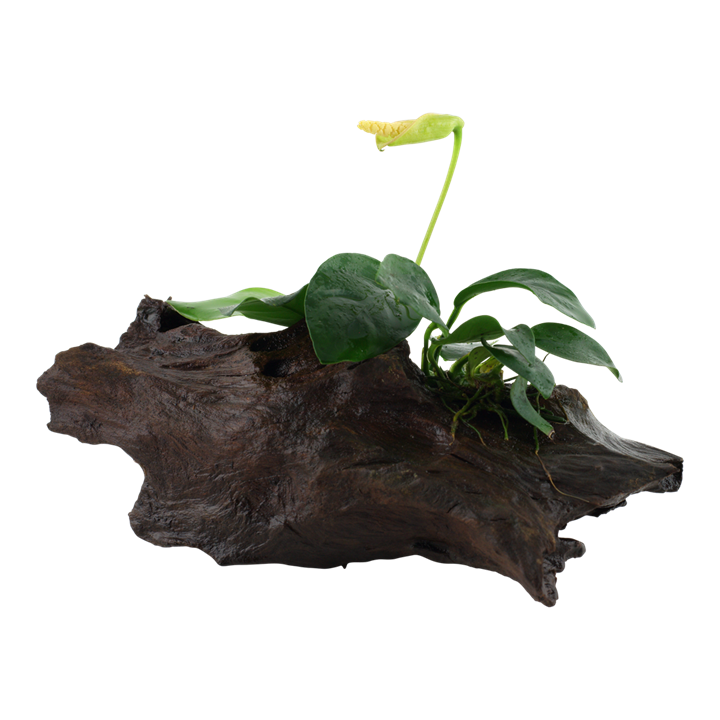 Anubias Barteri nana on wood 101 YWS