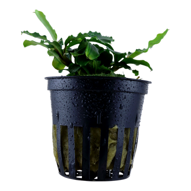Bucephalandra pygmaea 'Bukit Kelam' 139