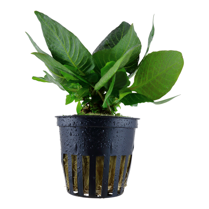 Hygrophila Corymbosa 'Compact'