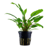 Cryptocoryne Wendtii Green 109