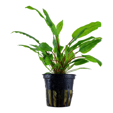 Cryptocoryne Wendtii Green 109