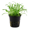 Lilaeopsis Brasiliensis 040