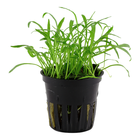 Lilaeopsis Brasiliensis 040
