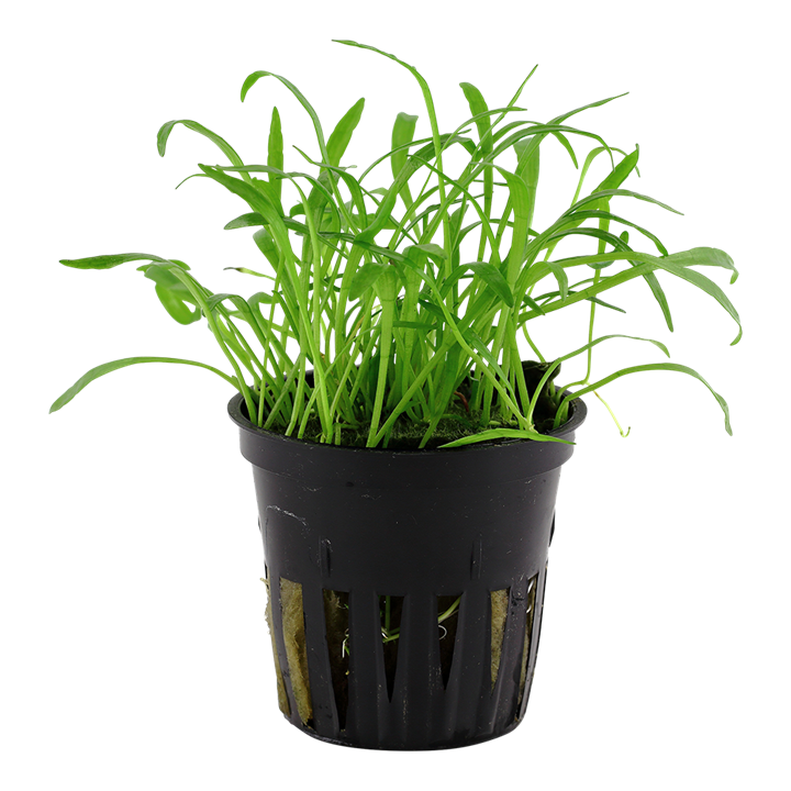 Lilaeopsis Brasiliensis 040