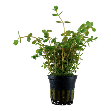 Rotala Rotundifolia 033