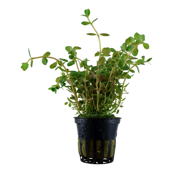 Rotala Rotundifolia 033