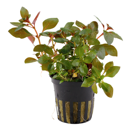 Ludwigia Repens Rubin 033D