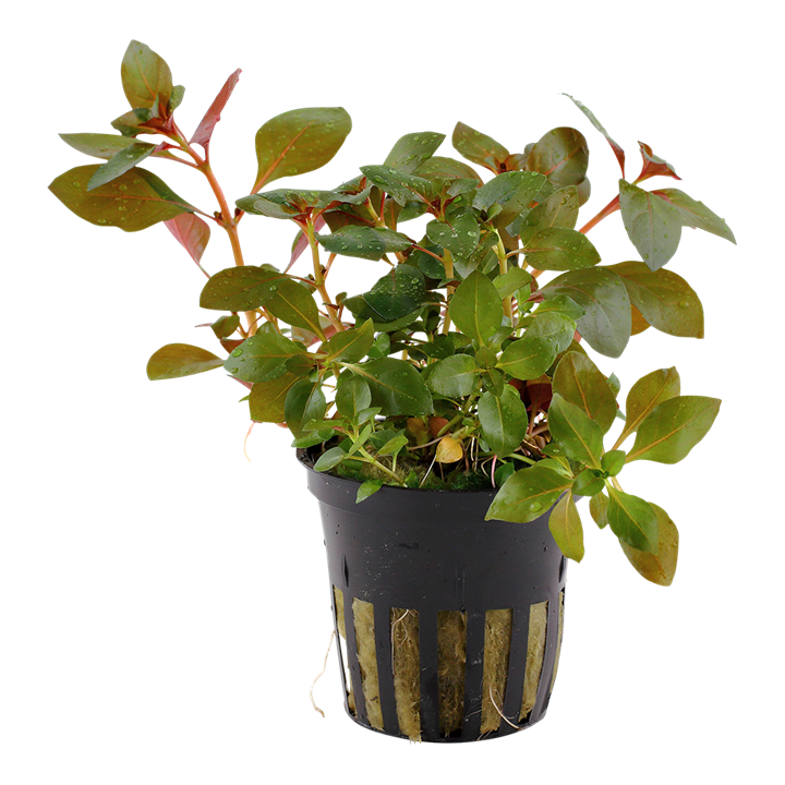 Ludwigia Repens Rubin 033D