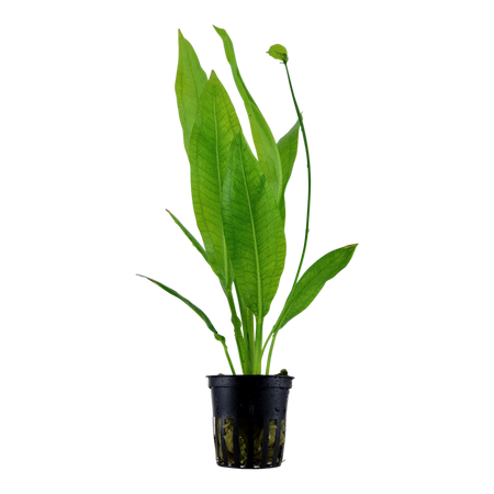 Echinodorus grisebachii 'Bleherae' 071 - 2