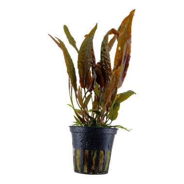 Cryptocoryne Usteriana potted 120