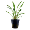 Cryptocoryne x Willisii Potted 107
