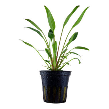 Cryptocoryne x Willisii Potted 107