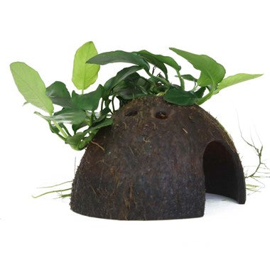 Anubias Barteri Nana on Coconut Shell 510 YCS