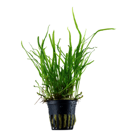 Microsorum pteropus Trident 008G