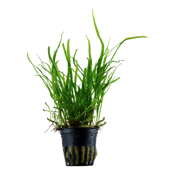 Microsorum pteropus Trident 008G