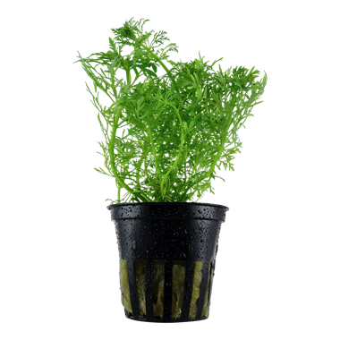 Limnophilia Aquatica 046