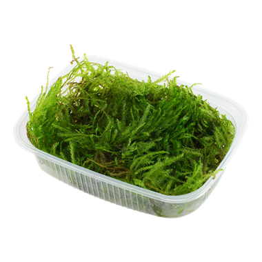 Taxiphyllum sp. 'Spiky Moss'