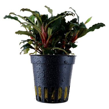 Tropica Bucephalandra sp. 'Red' — Potted