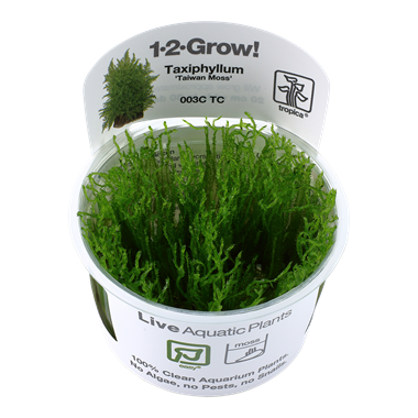Taxyphyllum Alternans 'Taiwan Moss' 1-2 Grow