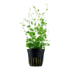 Hydrocotyle tripartita