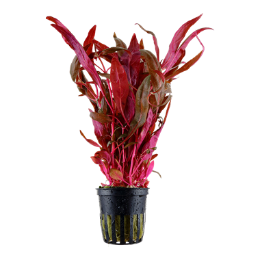 Aquarium Plants