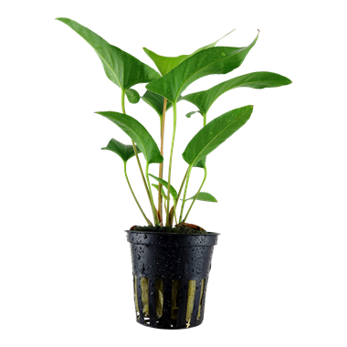 Anubias Gracilis 101D