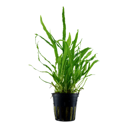 Microsorum Pteropus 'Narrow' Potted