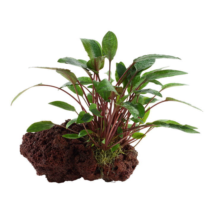 Cryptocoryne 'Petchii' on Lava Stone 108A YLS