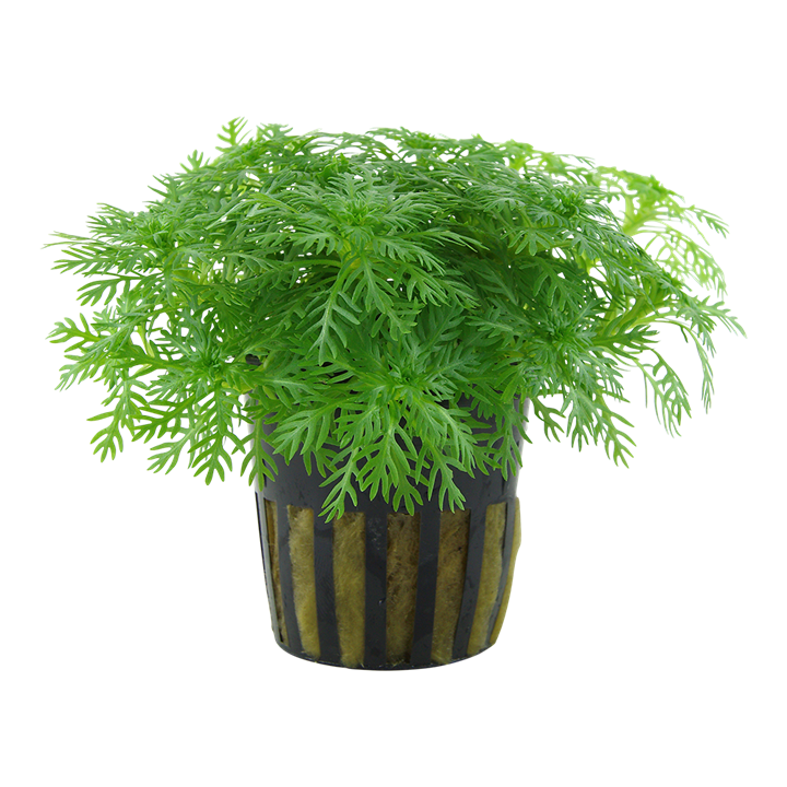 Hottonia Palustris 027