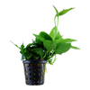 Anubias Nana Large 101L