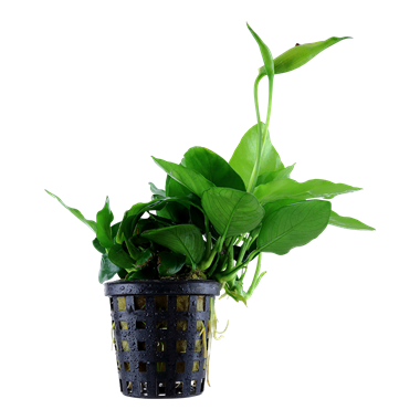 Anubias Nana Large 101L